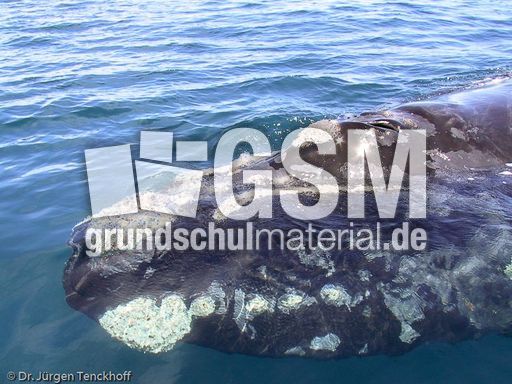 Buckelwal (9 von 57).jpg